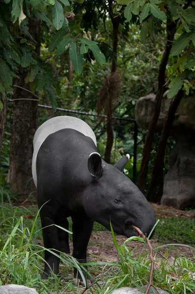 Tapiro malese (tapirus indicus ) — Foto Stock