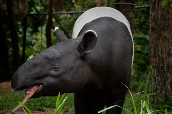 Малайський тапір (tapirus indicus ) — стокове фото