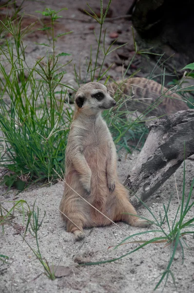 Meerkat à queue fine (suricata suricatta ) — Photo