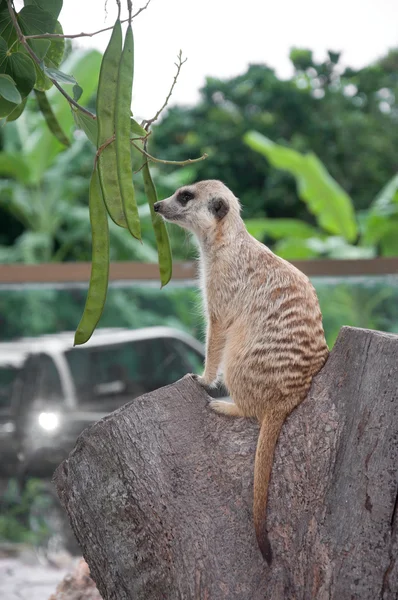 Meerkat à queue fine (suricata suricatta ) — Photo