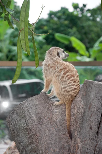 长着细长双尾狐獴 (suricata suricatta) — 图库照片