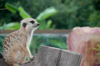 İnce - kuyruklu çöl faresi (suricata suricatta)