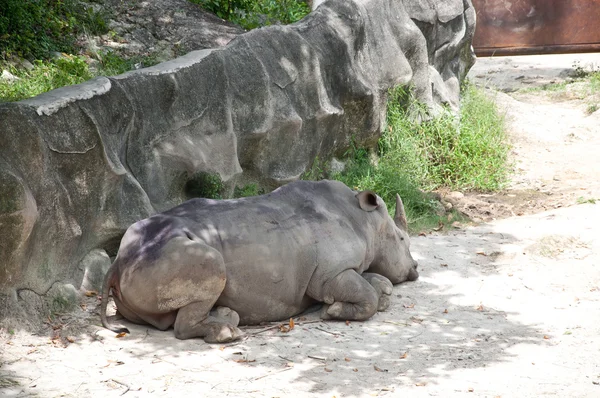 White rhinoceros — Stock Photo, Image