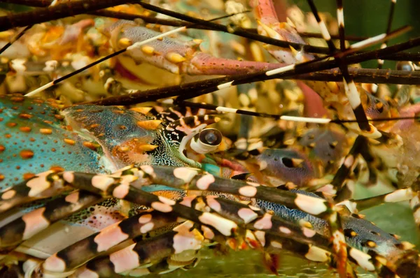 stock image PAINTED SPINY LOBSTER, Panulirus vesicolor