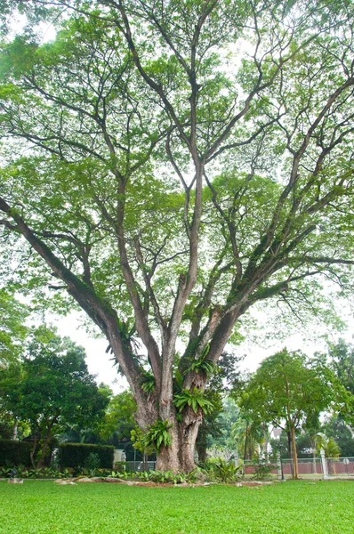 Yağmur ağaç Doğu Hindistan ceviz, samanea saman (jacq.) Merr'e — Stok fotoğraf