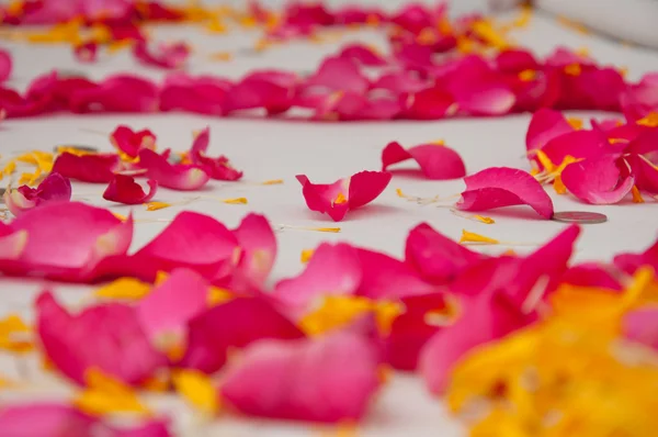 Astratto rose sfondo — Foto Stock