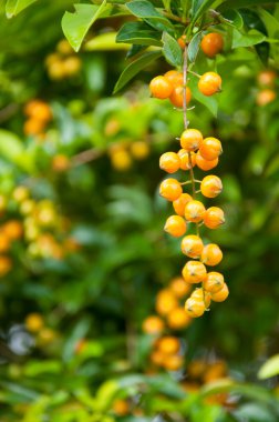 Duranta, Sky flower, Golden dew drop, Pigeon berry, Duranta repe