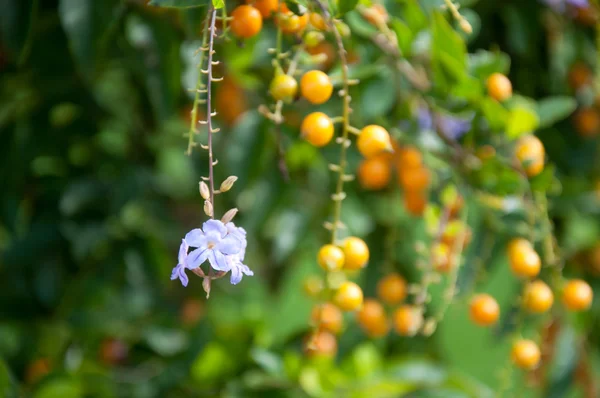 Duranta, Sky flower, Golden dew drop, Pigeon berry, Duranta repe — Stock Photo, Image