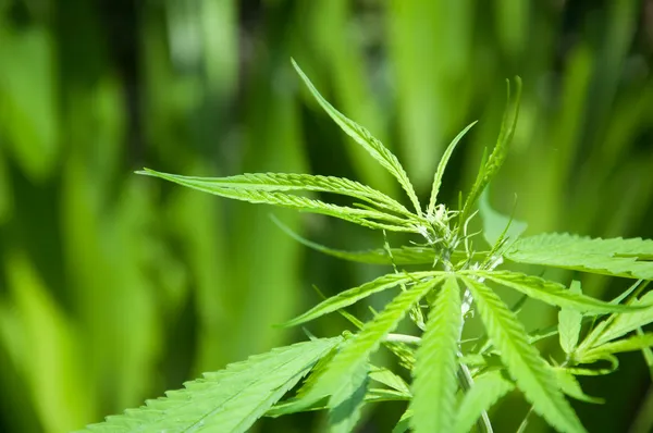 Marihuana rostlina — Stock fotografie