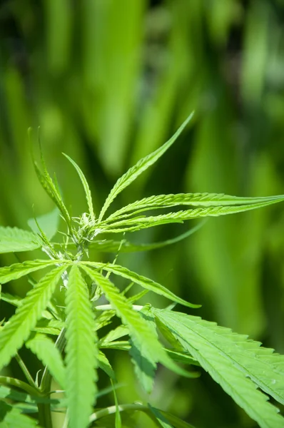 Marihuana rostlina — Stock fotografie