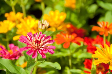 Zinnia çiçeği - zinnia violacea cav.