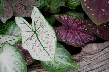 Caladium garden clipart