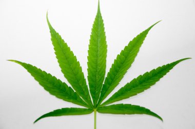 Marijuana leaf clipart