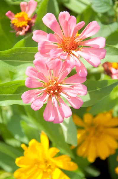 Zinnia bloem - zinnia violacea cav. — Stockfoto