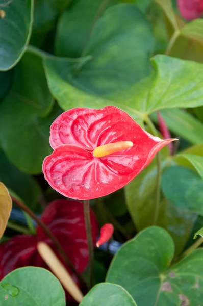 Anthurium - Flores de flamenco —  Fotos de Stock