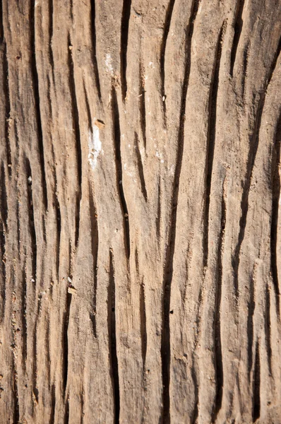 Textura da pele da árvore — Fotografia de Stock