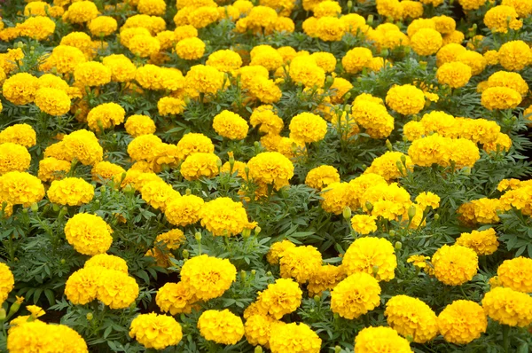 Marigold - Tagetes erecta L. — Stock Photo, Image