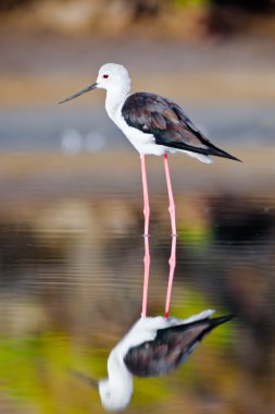 Black-Winged Stilt clipart