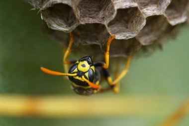 Wasp ( polistes gallicus ) clipart