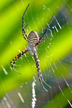 Örümcek, Argiope bruennichi