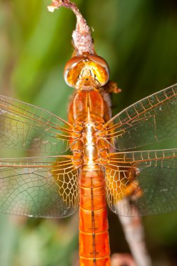 Yusufçuk (sympetrum sp )