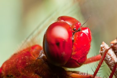 Yusufçuk (sympetrum sp )