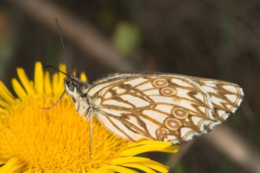 Melanargia kelebek