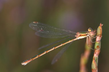 Yusufçuk (Lestes Barbarus)