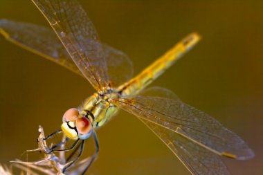 Yusufçuk (sympetrum sp )