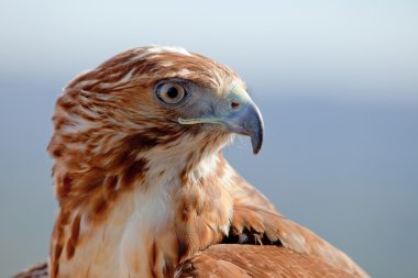 Kırmızı kuyruk (Buteo jamaicensis kartal)