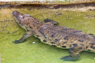 Nil timsahı, crocodylus niloticus