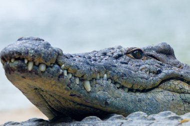 Nil timsahı, crocodylus niloticus