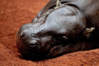 pigmeo de hipopótamo, hexaprotodon liberiensis