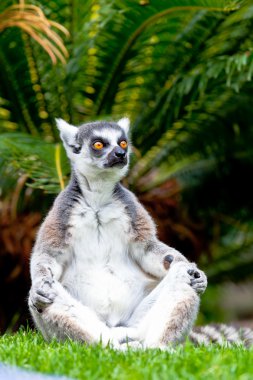 Lemur halka şeklindeki kuyruk, lemur catta