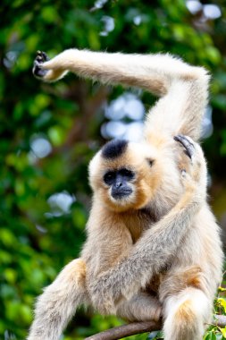 Altın yanakları, nomascus gabriellae Gibbon