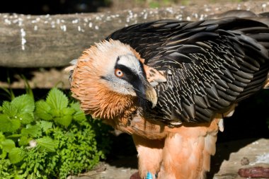 Akbaba'nın numune (Gypaetus barbatus)