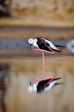 Black-Winged Stilt clipart