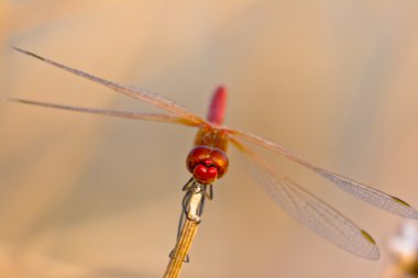 Yusufçuk (sympetrum sp )