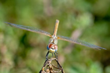 Yusufçuk (sympetrum sp )