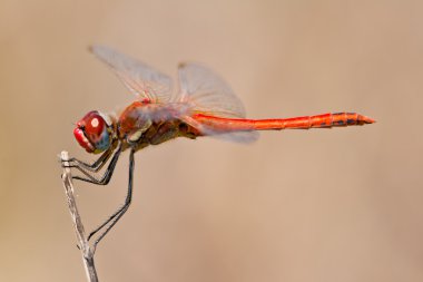 Yusufçuk (sympetrum sp )