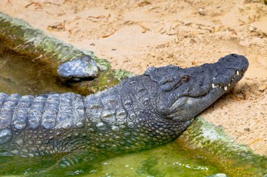 Nil timsahı, crocodylus niloticus