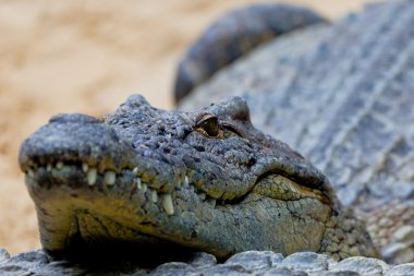 A nile crocodile, Crocodylus niloticus clipart