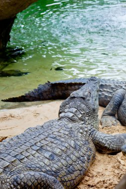 Nil timsahı, crocodylus niloticus