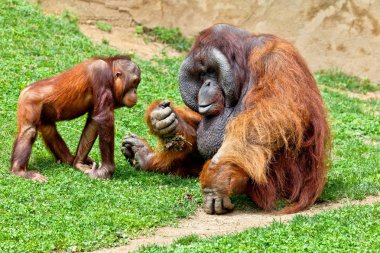 Orangutan of Borneo, Pongo Pygmaeus clipart