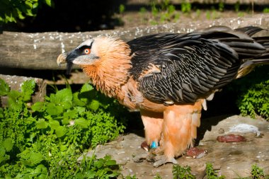 Akbaba'nın numune (Gypaetus barbatus)