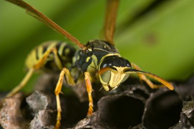 Wasp (Polistes bischoffi)