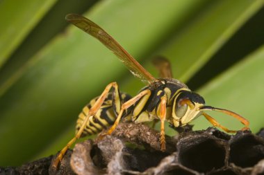 Wasp (Polistes bischoffi) clipart