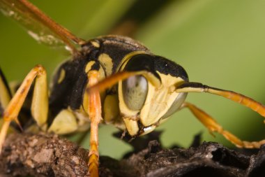 Wasp (Polistes bischoffi)