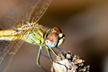 Yusufçuk (sympetrum sp )