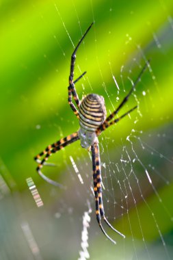 Örümcek, Argiope bruennichi